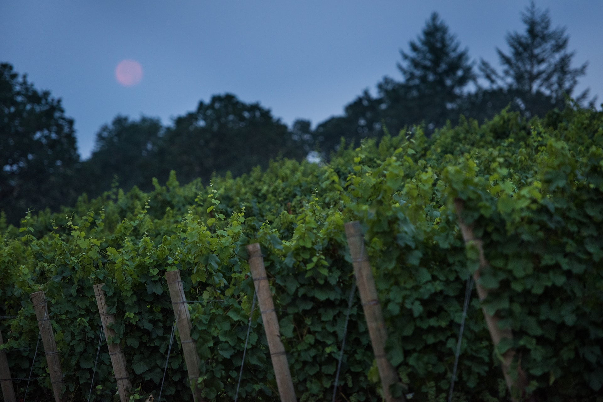 ... and ... Wine fields by moonlight